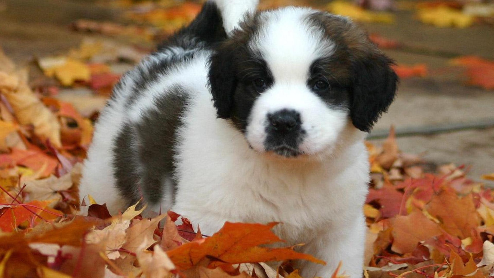Щенок сенбернара в листьях