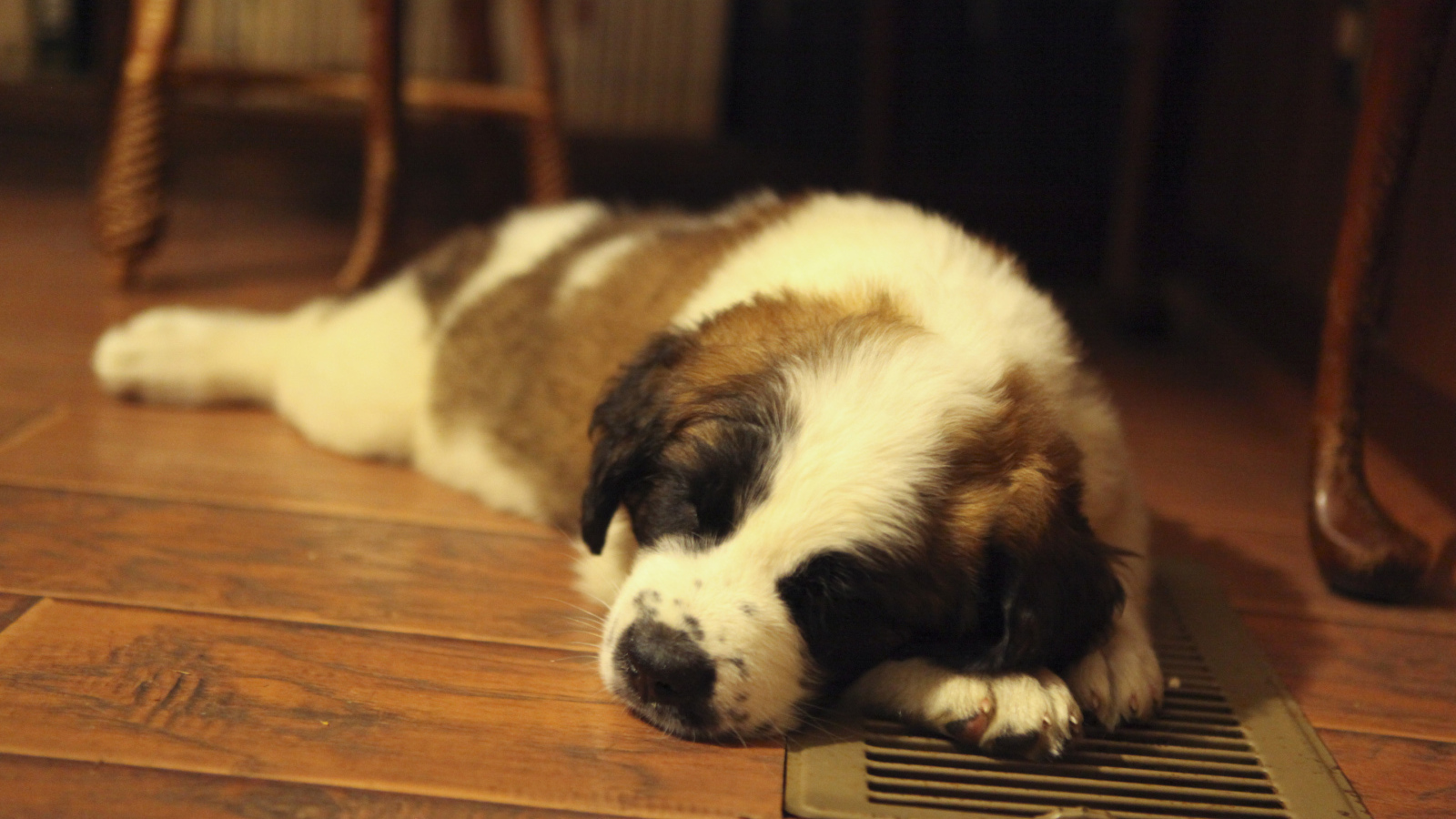 Щенок сенбернара спит