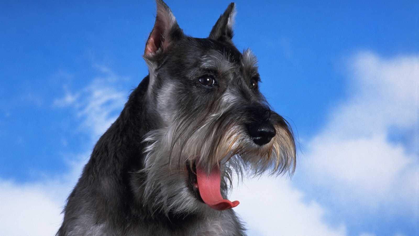 Черный шнауцер на фоне неба