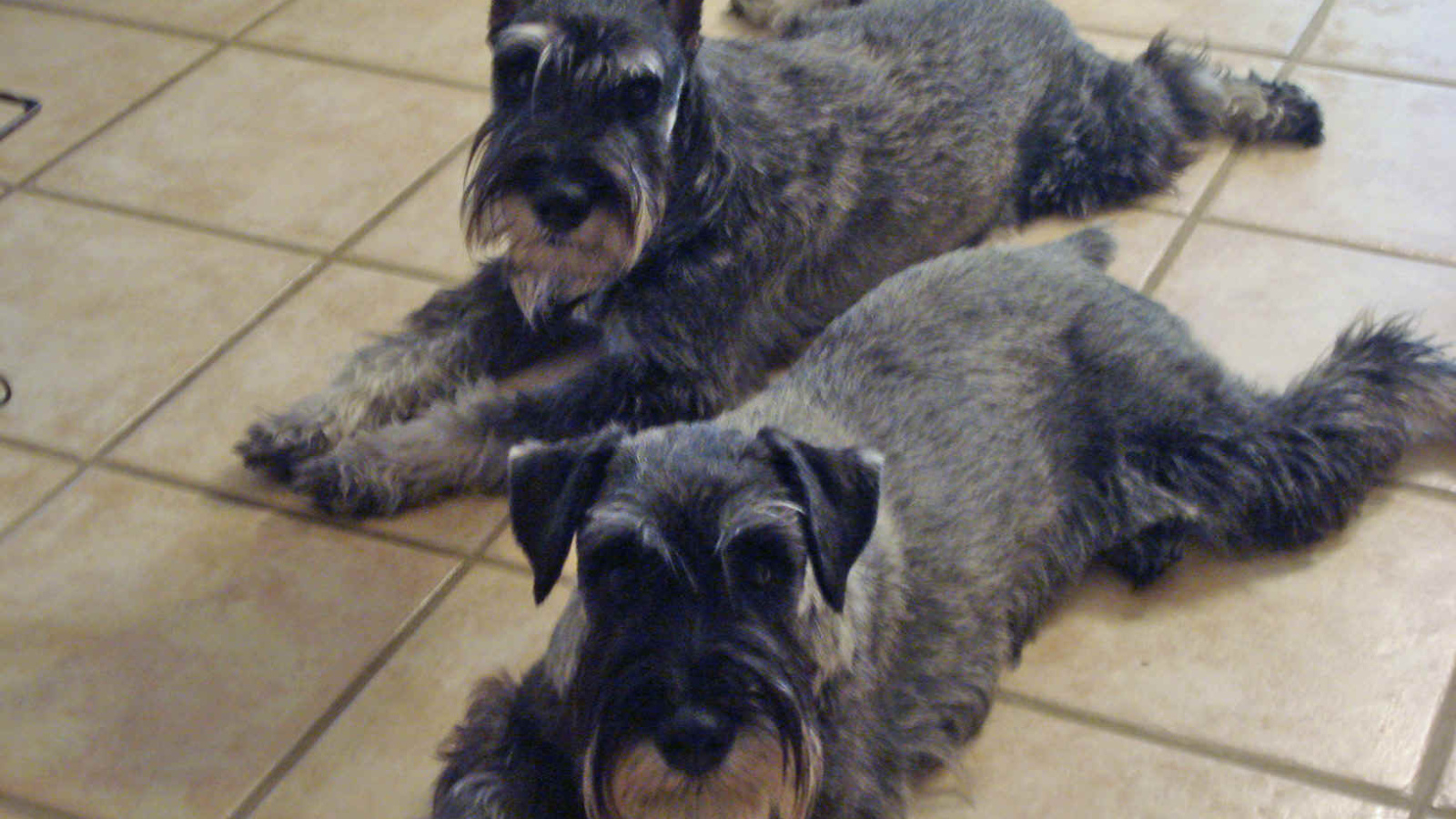Собаки шнауцеры лежат на полу
