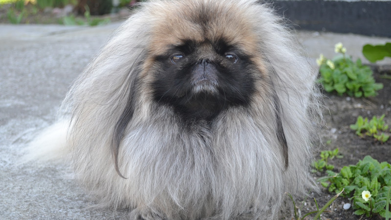 Лохматый пекинес на прогулке