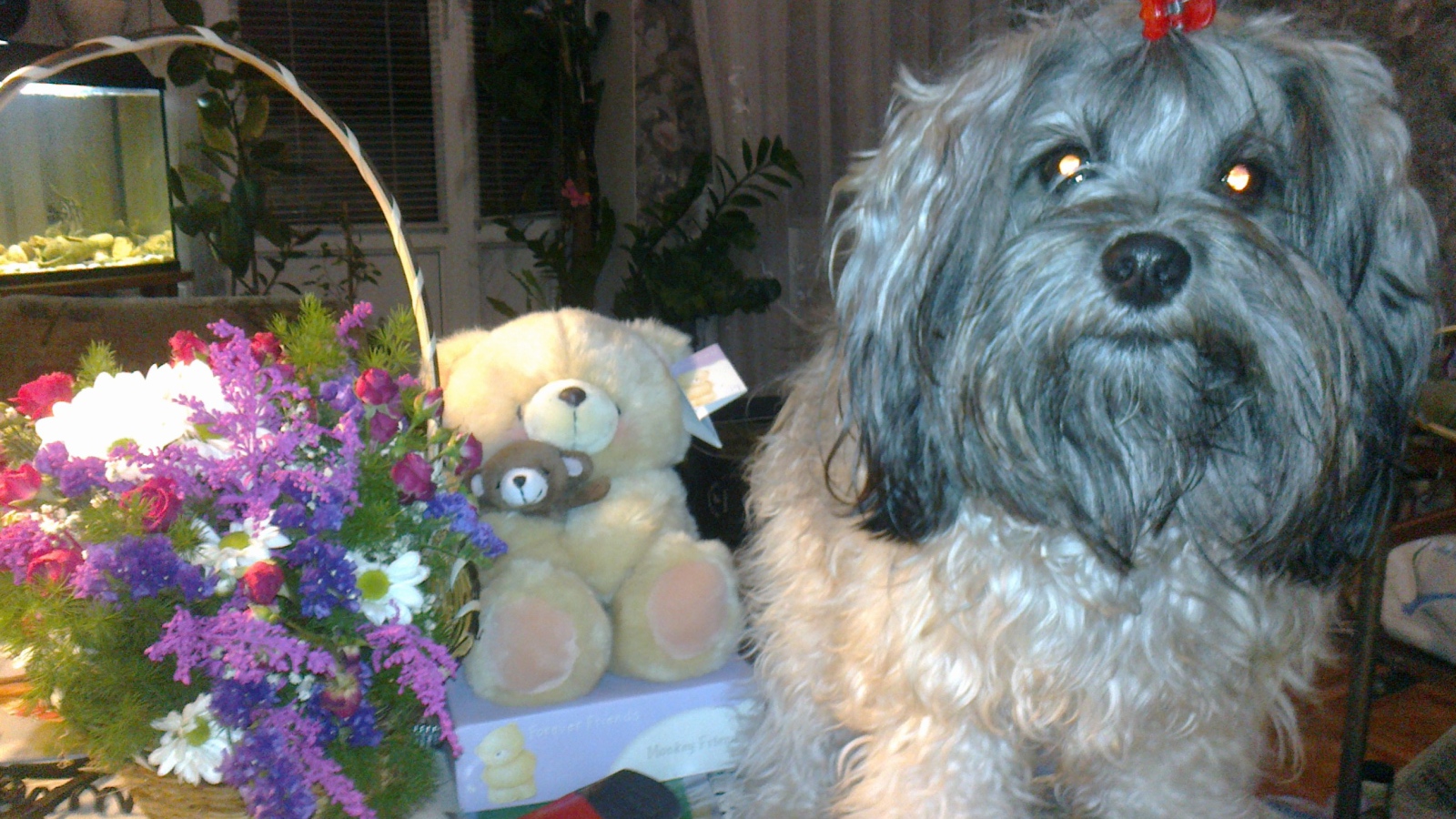 Лохматая русская болонка