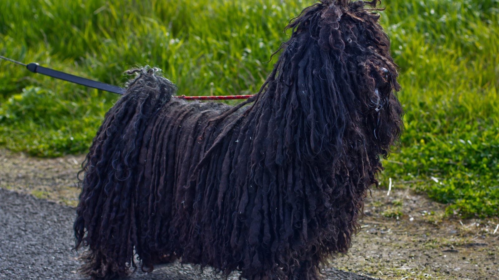 Лохматый черный комондор