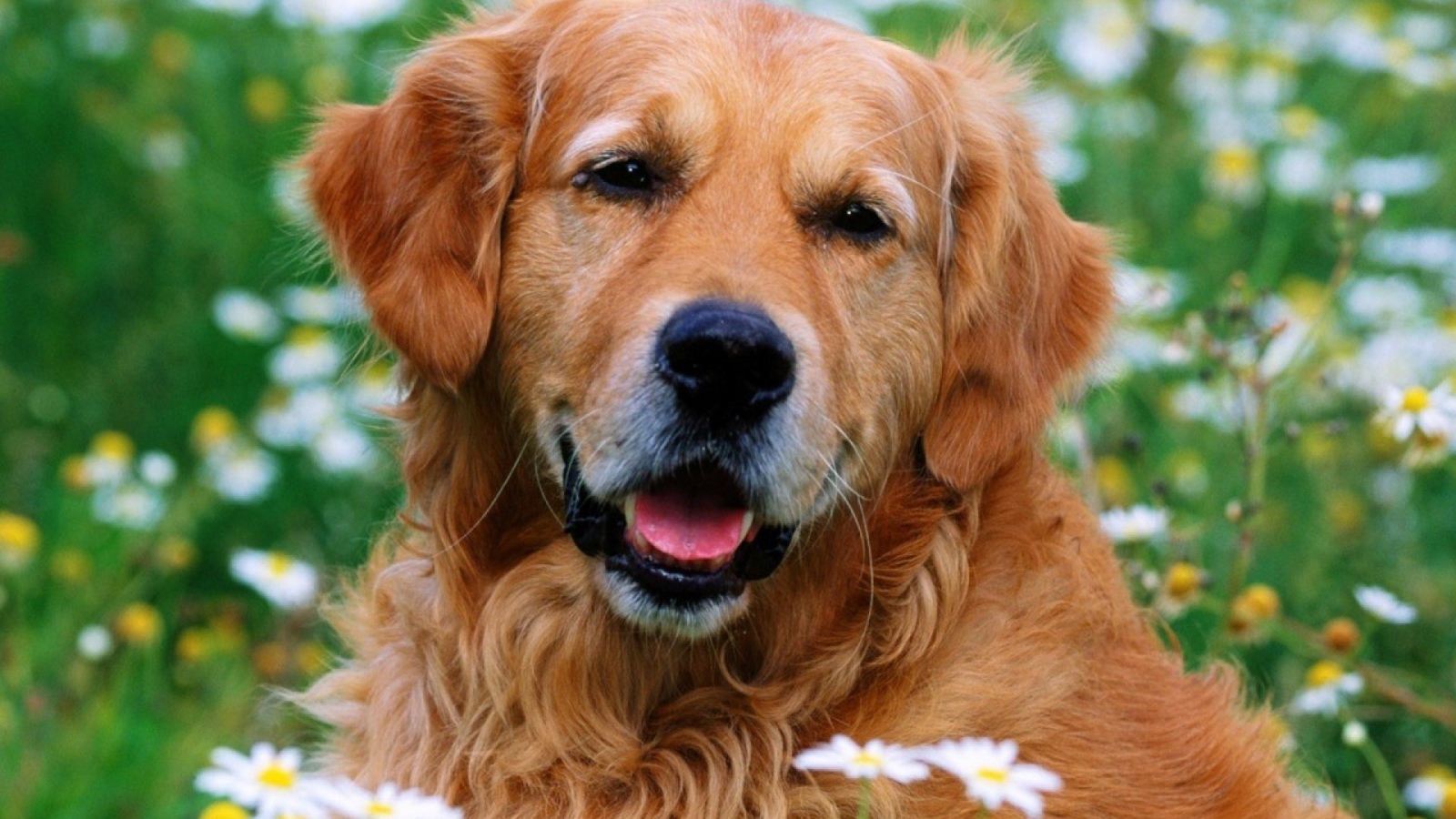 Лохматый золотой ретривер