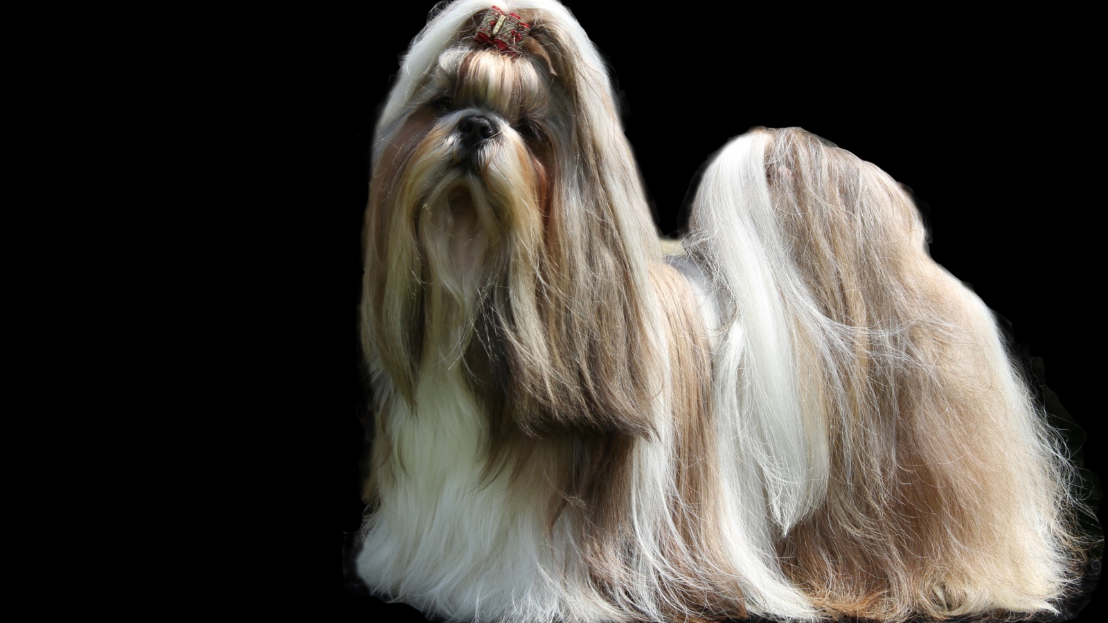 Собака шитцу с длинной шерстью