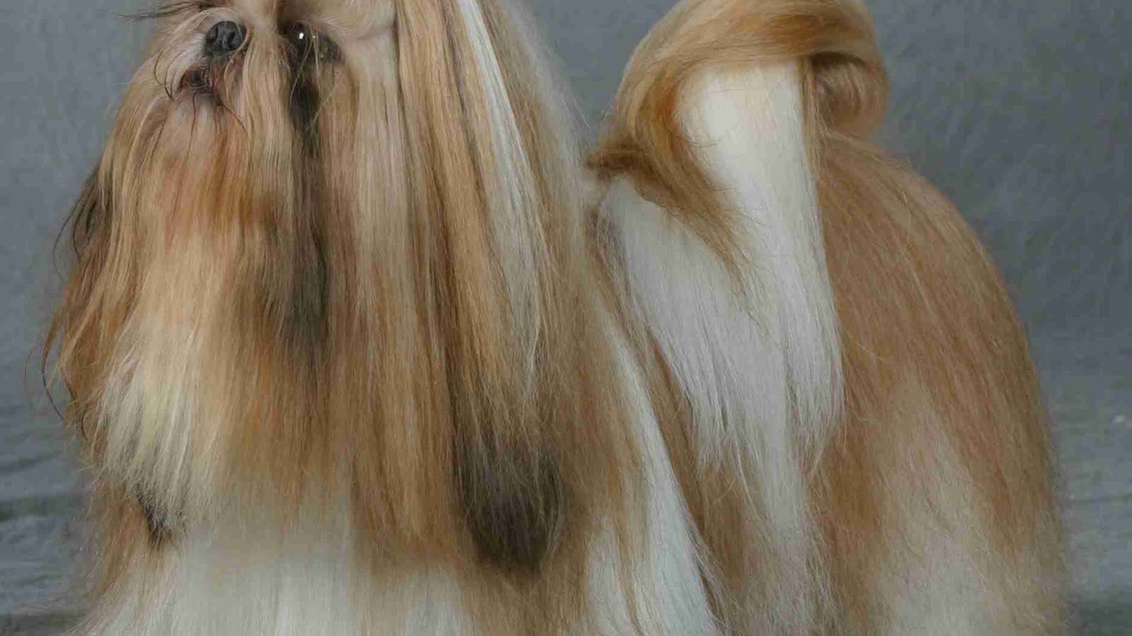 Шитцу на поводке