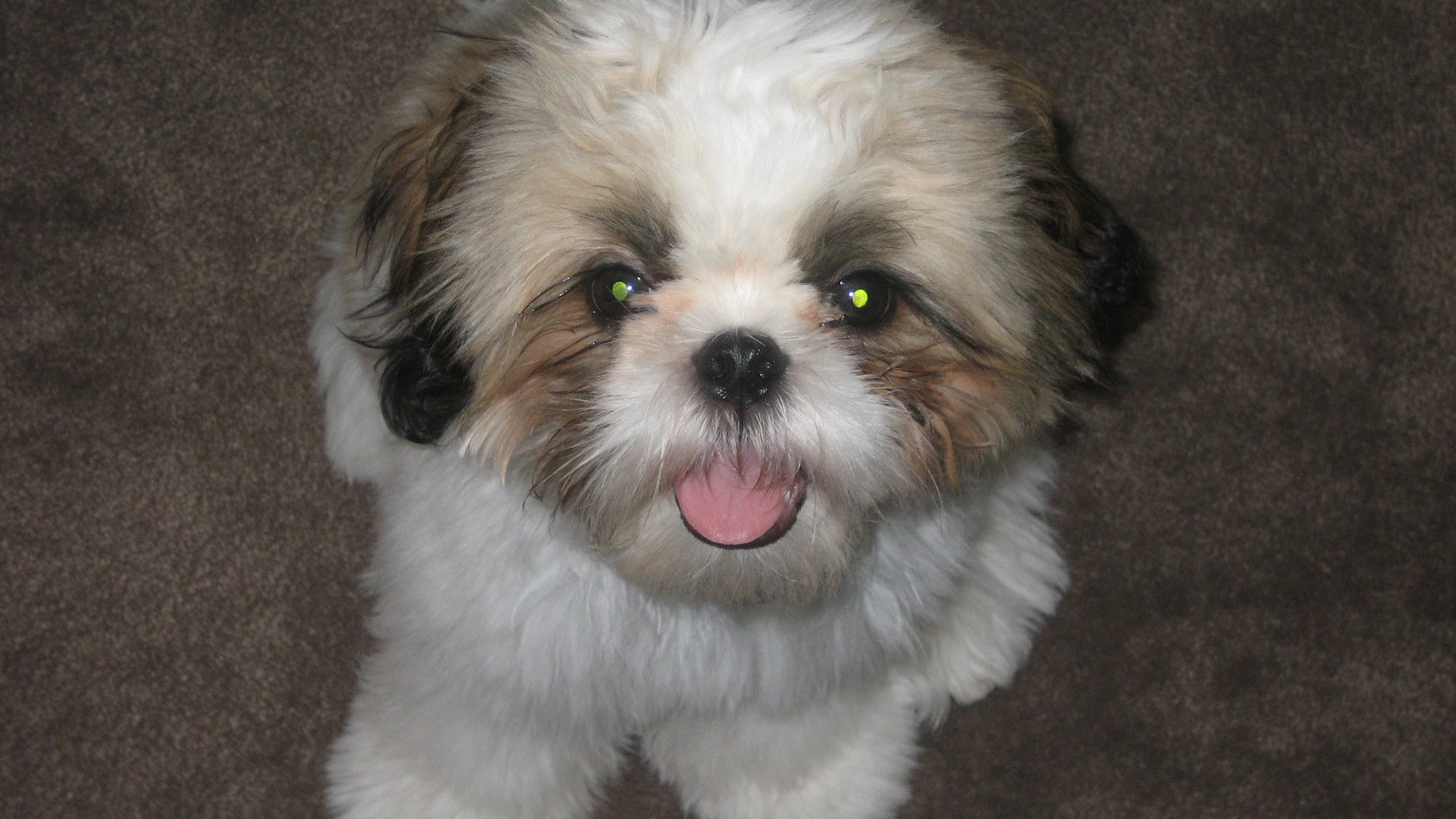 Шитцу с горящими глазами