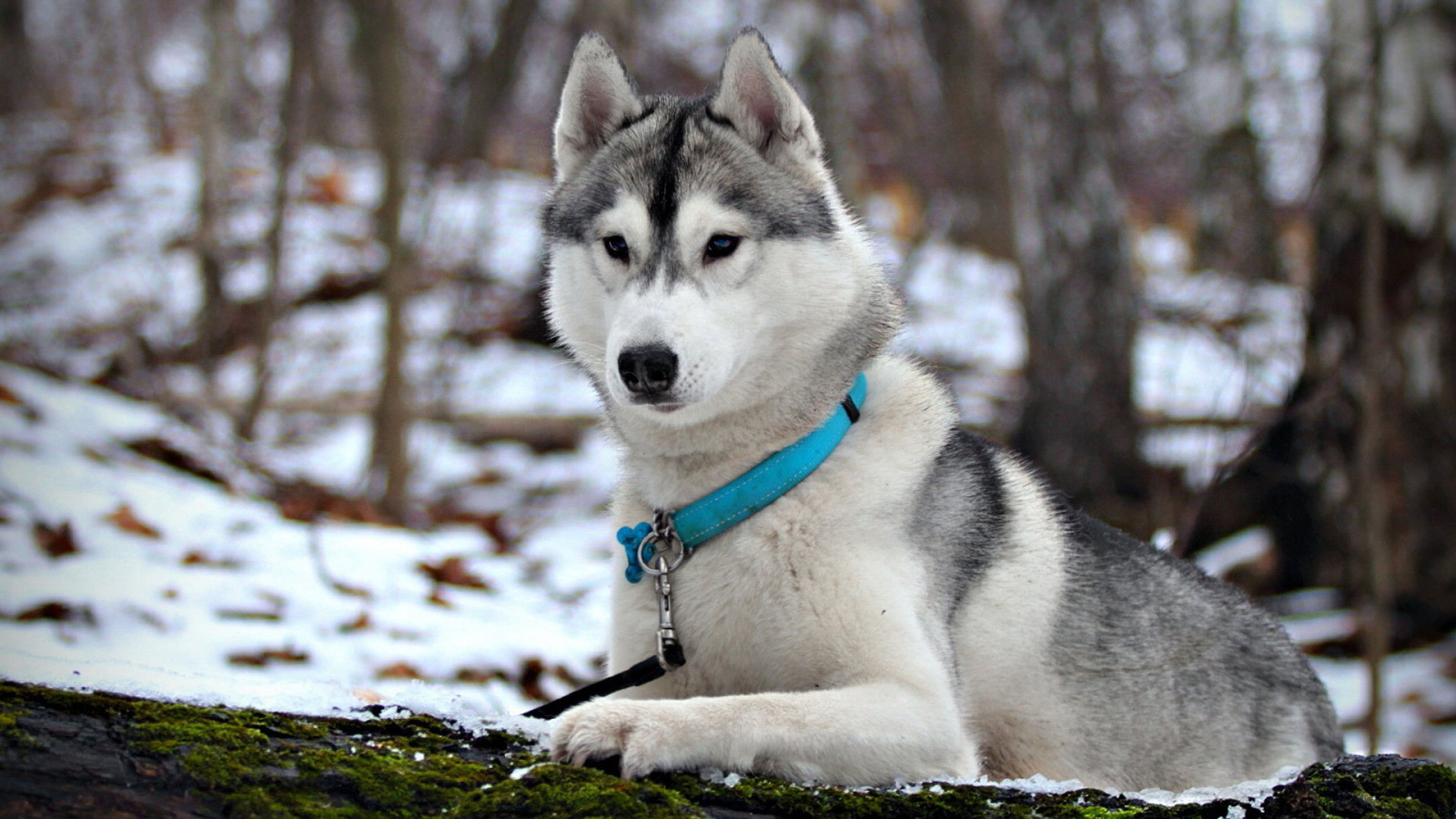 Сибирская лайка в ошейнике
