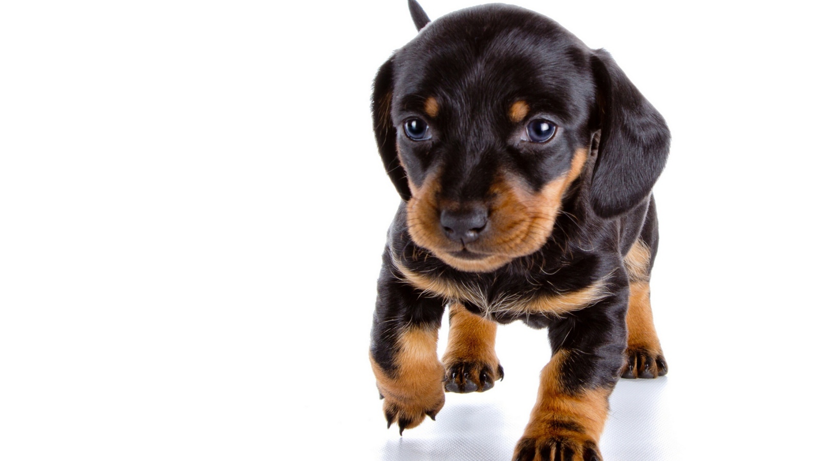 Маленький щенок таксы