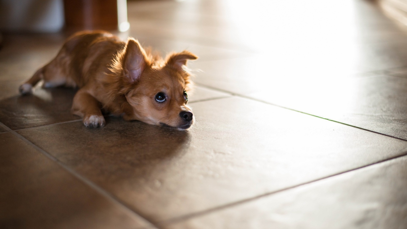 Маленькая собака лежит на полу