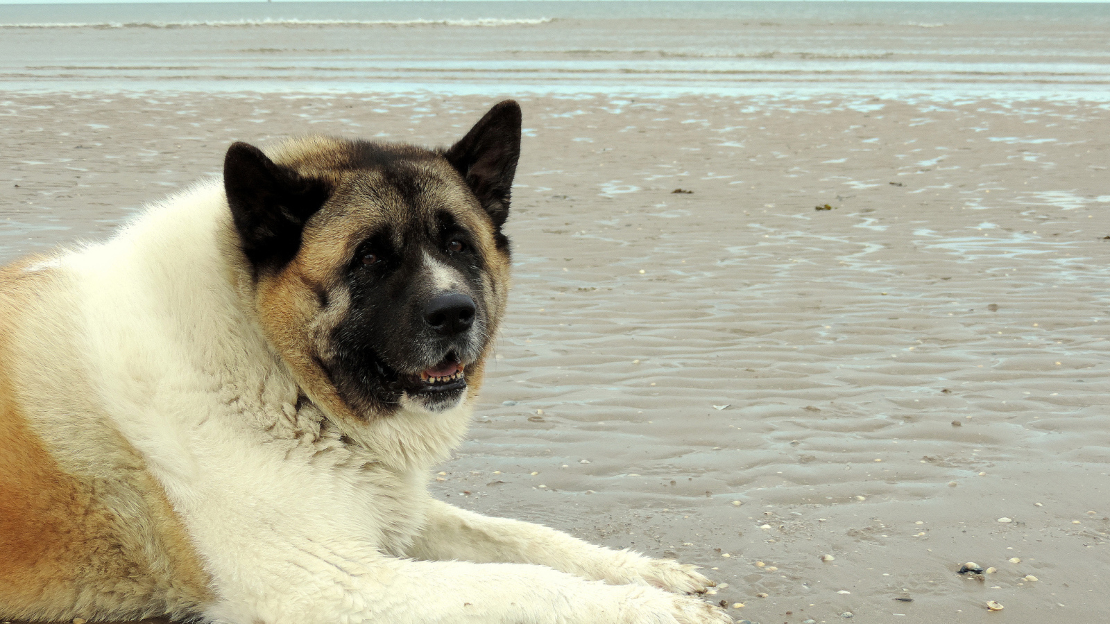Улыбка американской акиты