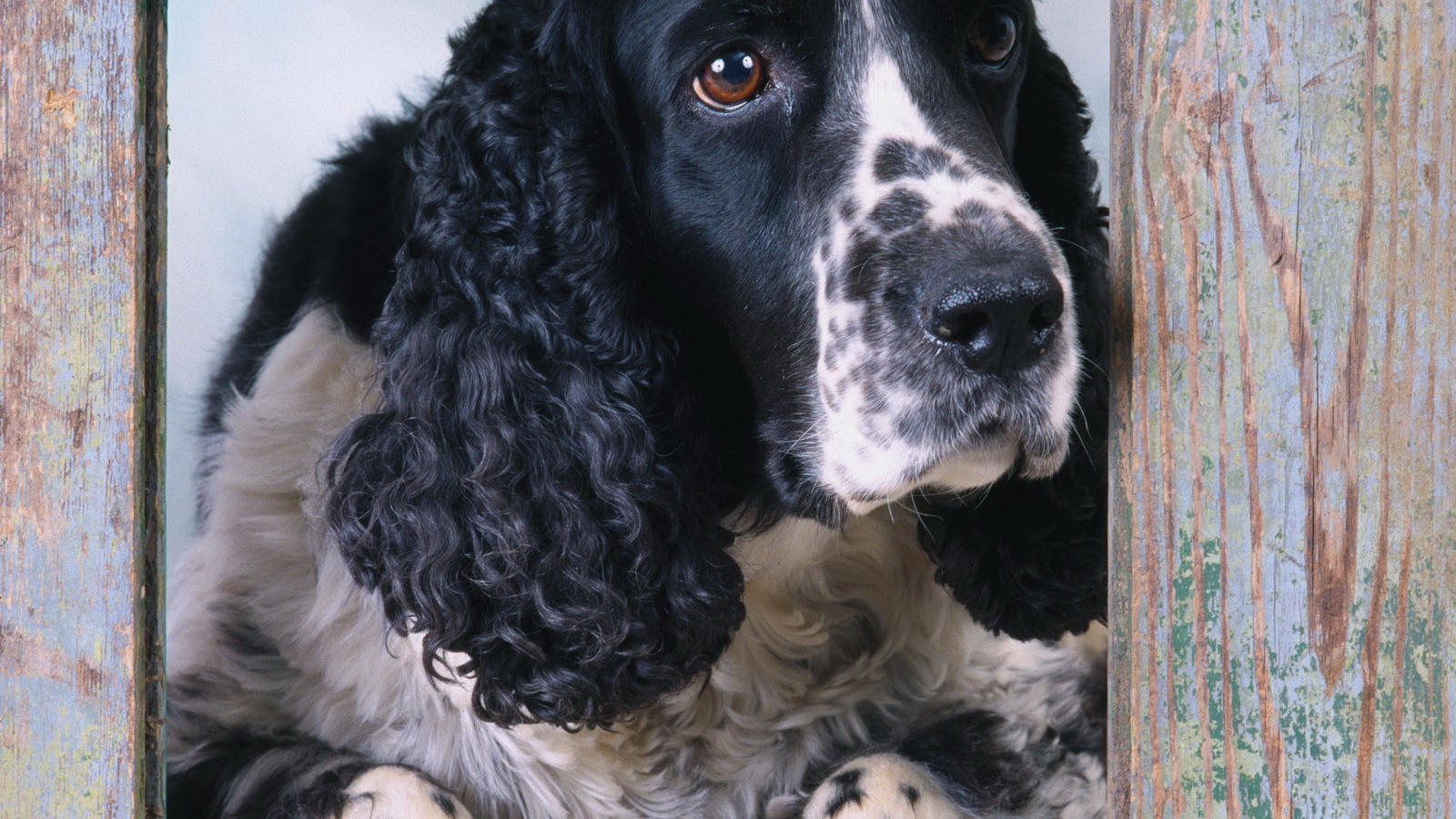 Пес спаниэль смотрит в окно