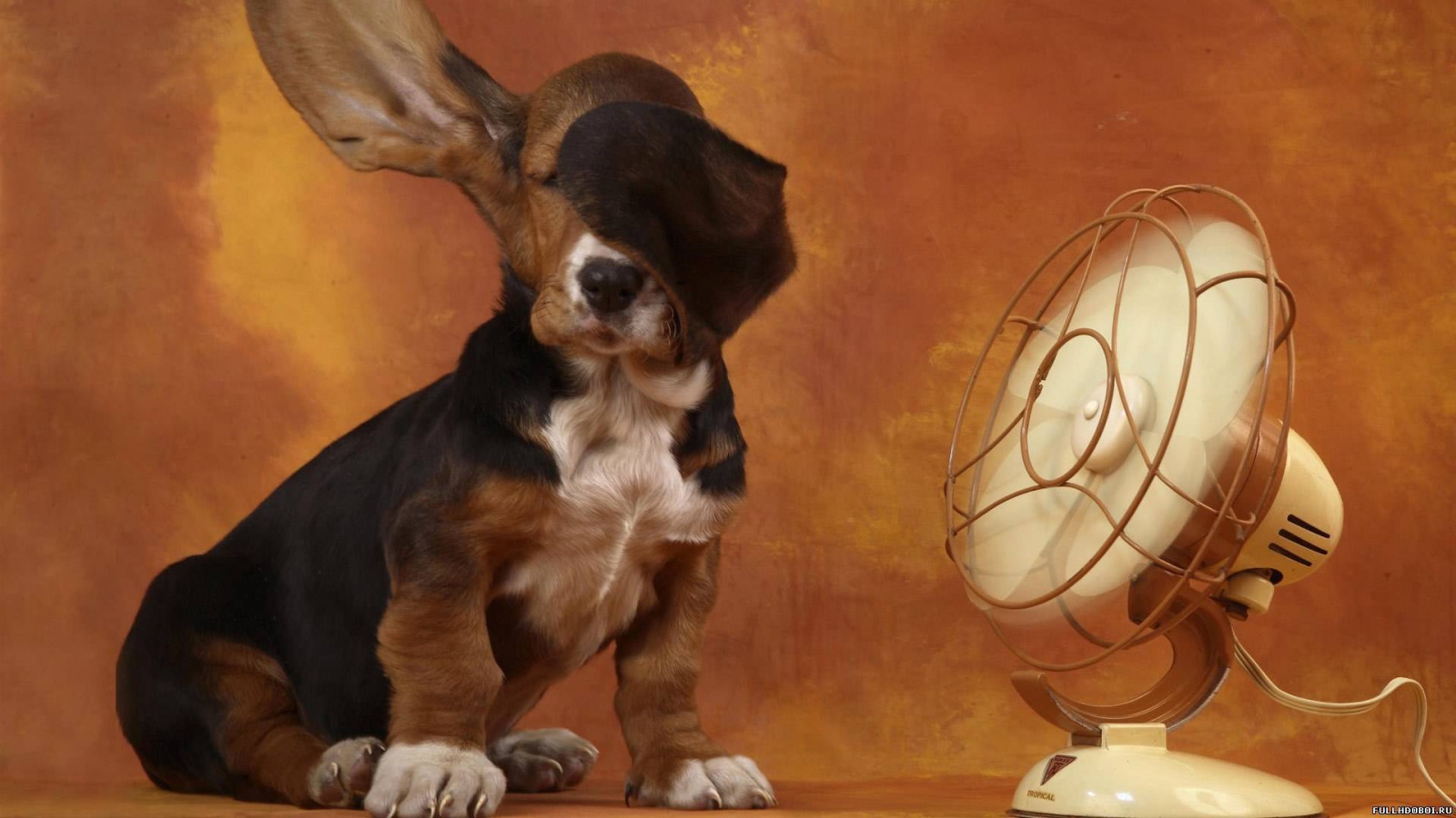 Собака спаниель у вентилятора