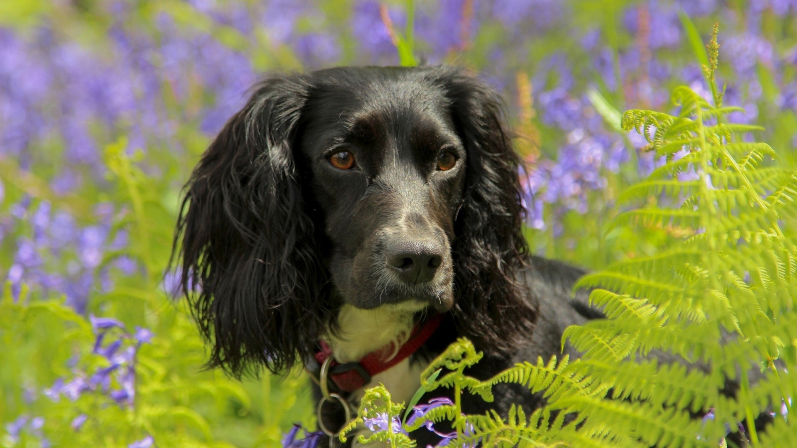 Спаниель в весеннем цвету