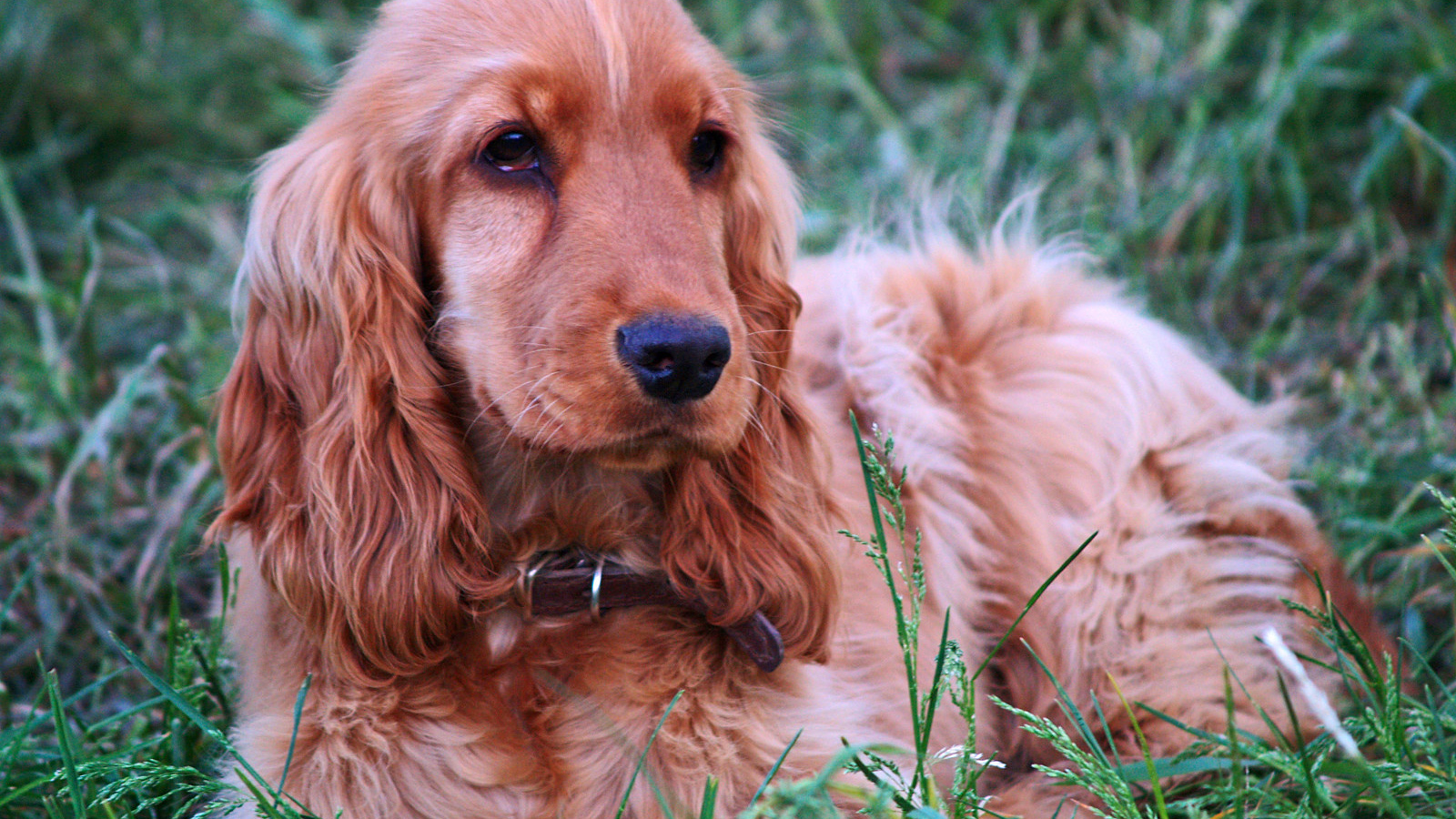 Спаниель гуляет на лугу