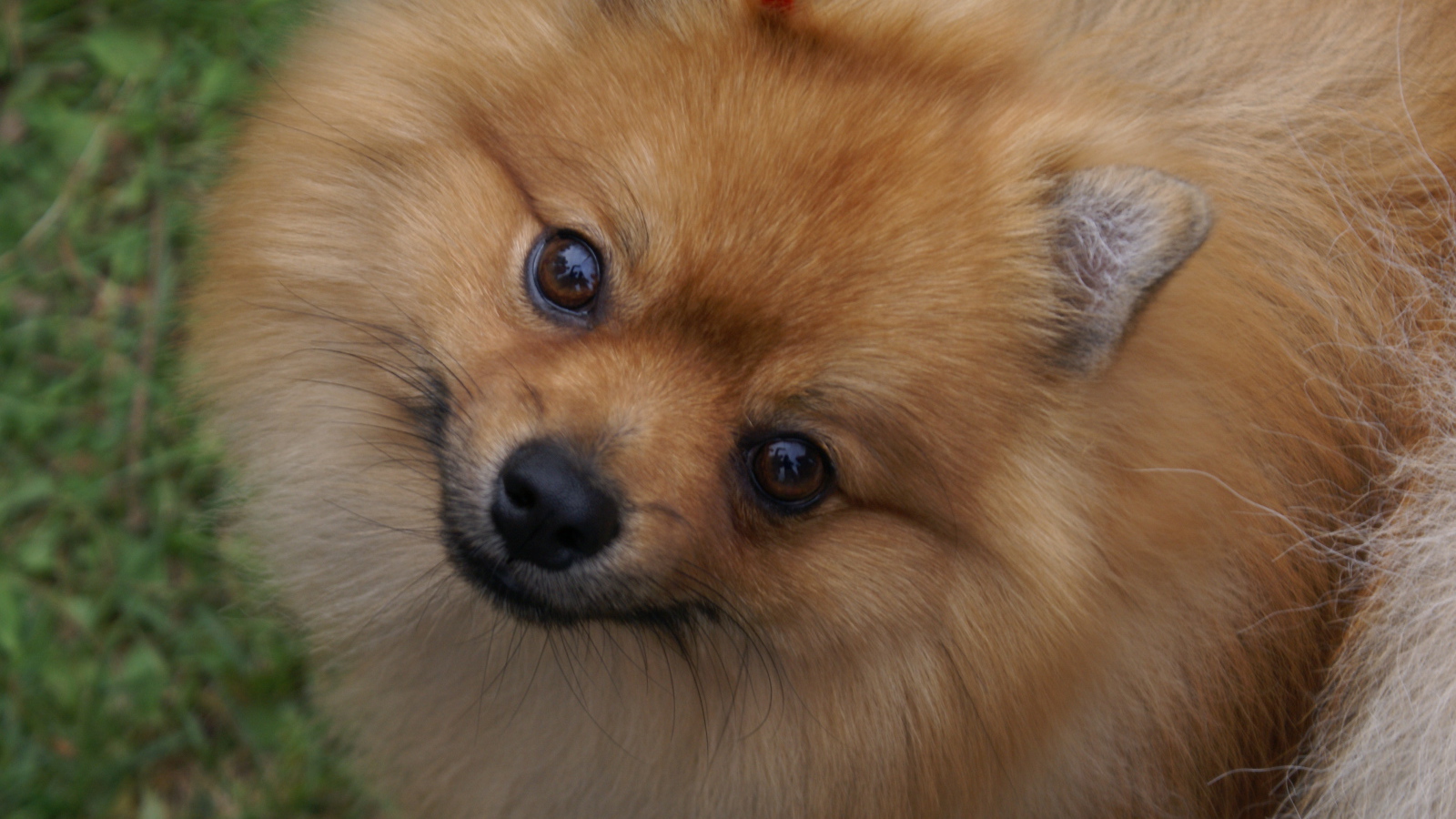 Шпиц смотрит в камеру