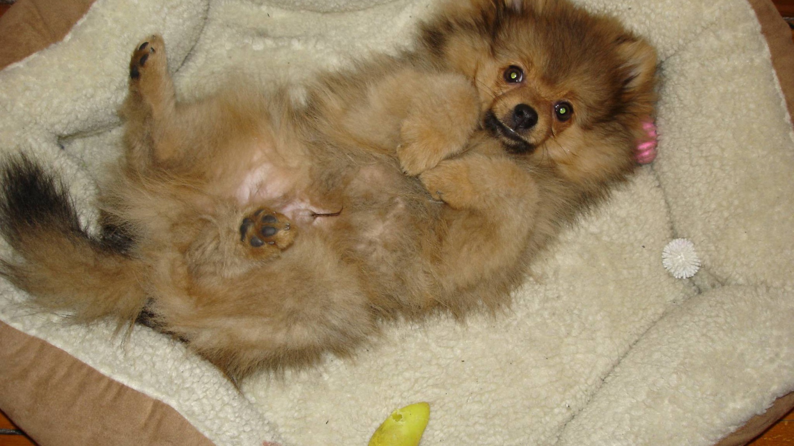 Шпиц отдыхает в кроватке