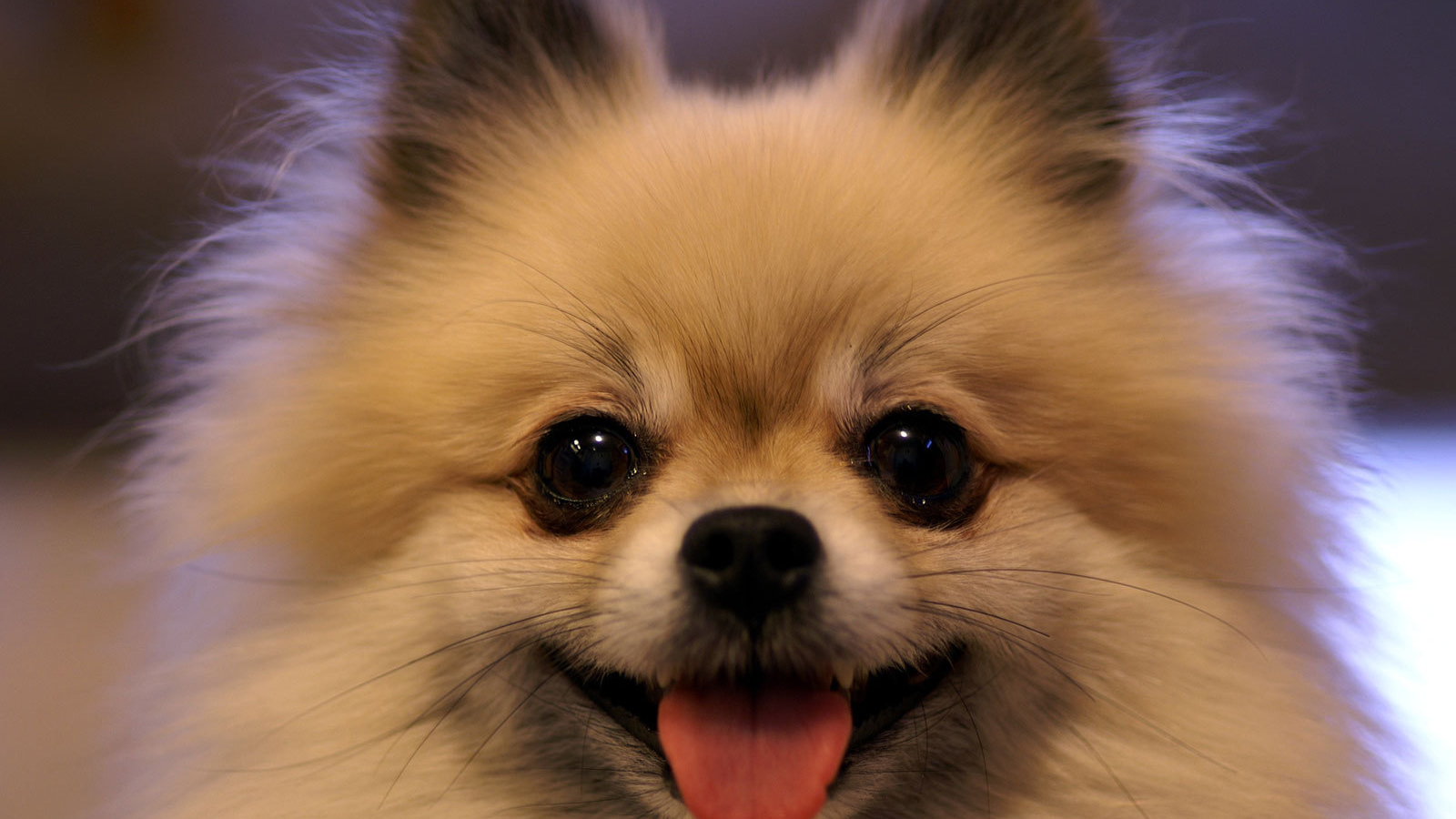 Шпиц показывает язык