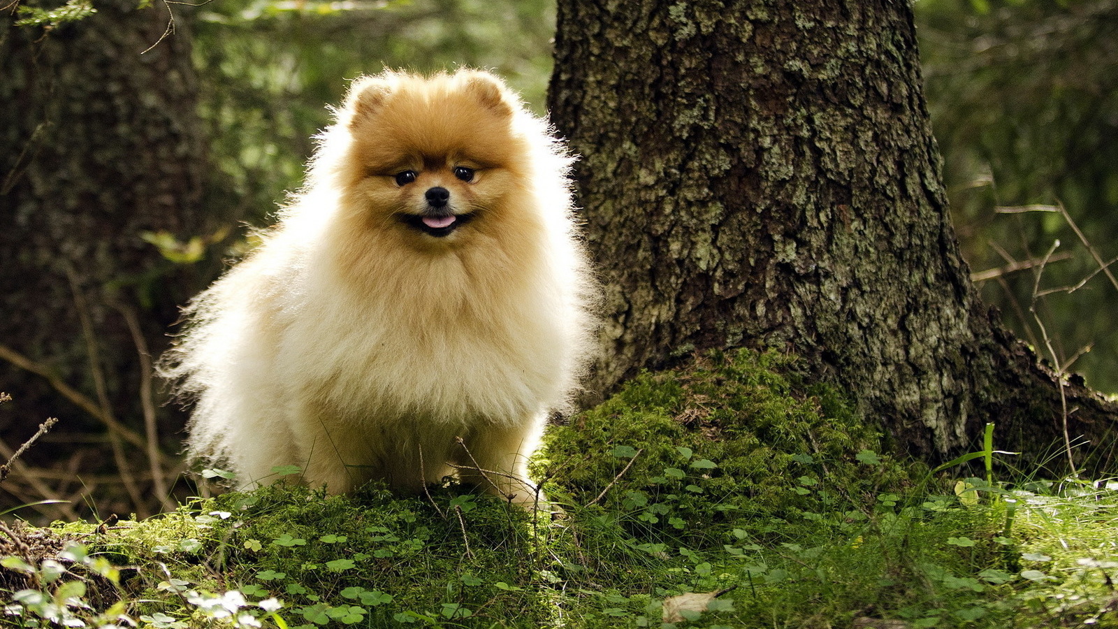 Шпиц гуляет в лесу