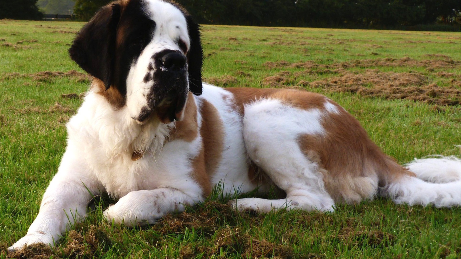 Сенбернар отдыхает на газоне