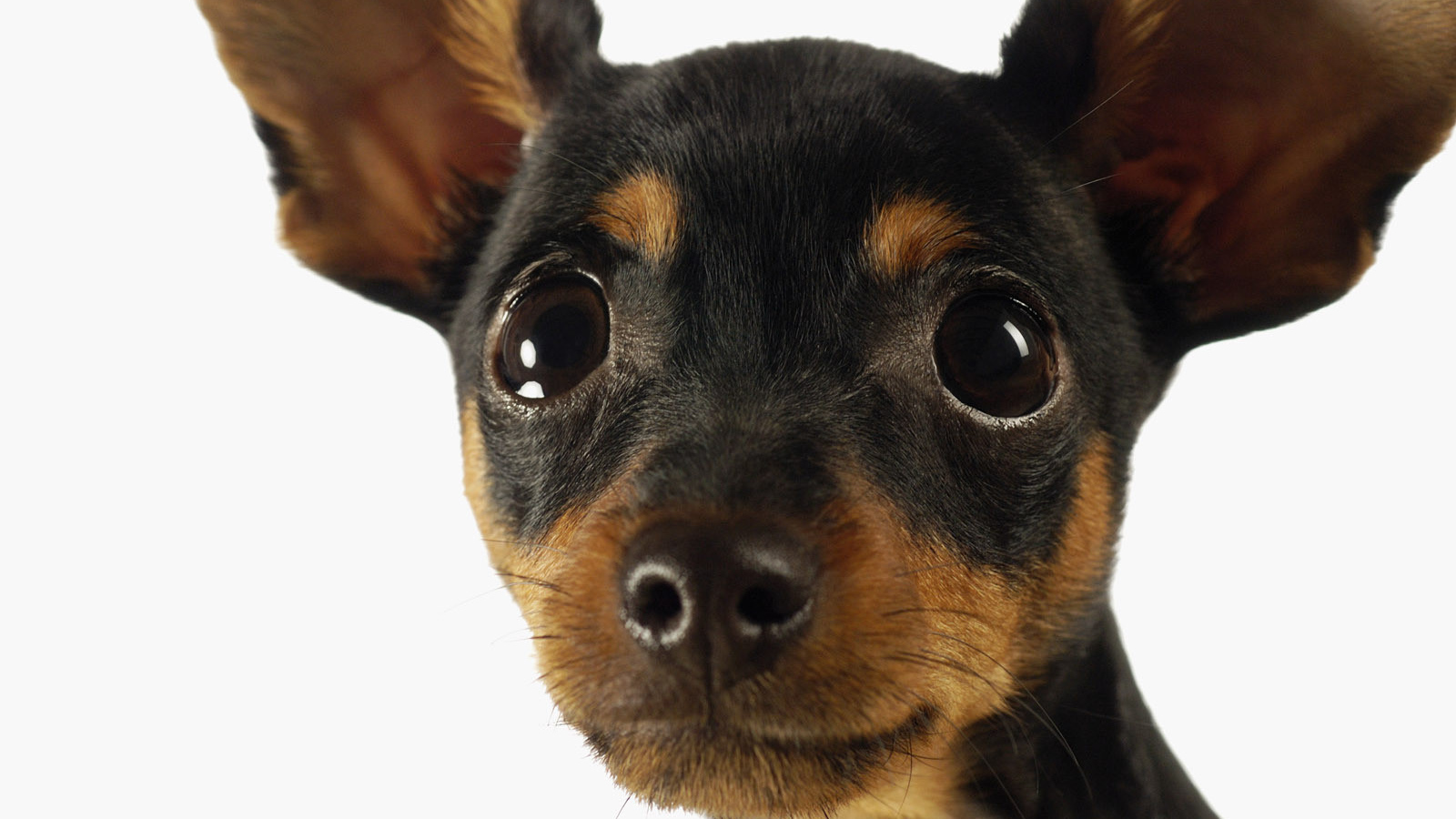 Милая мордашка чихуахуа