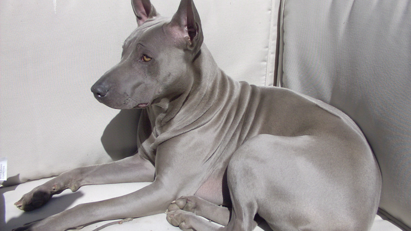 Тайский риджбек на диване