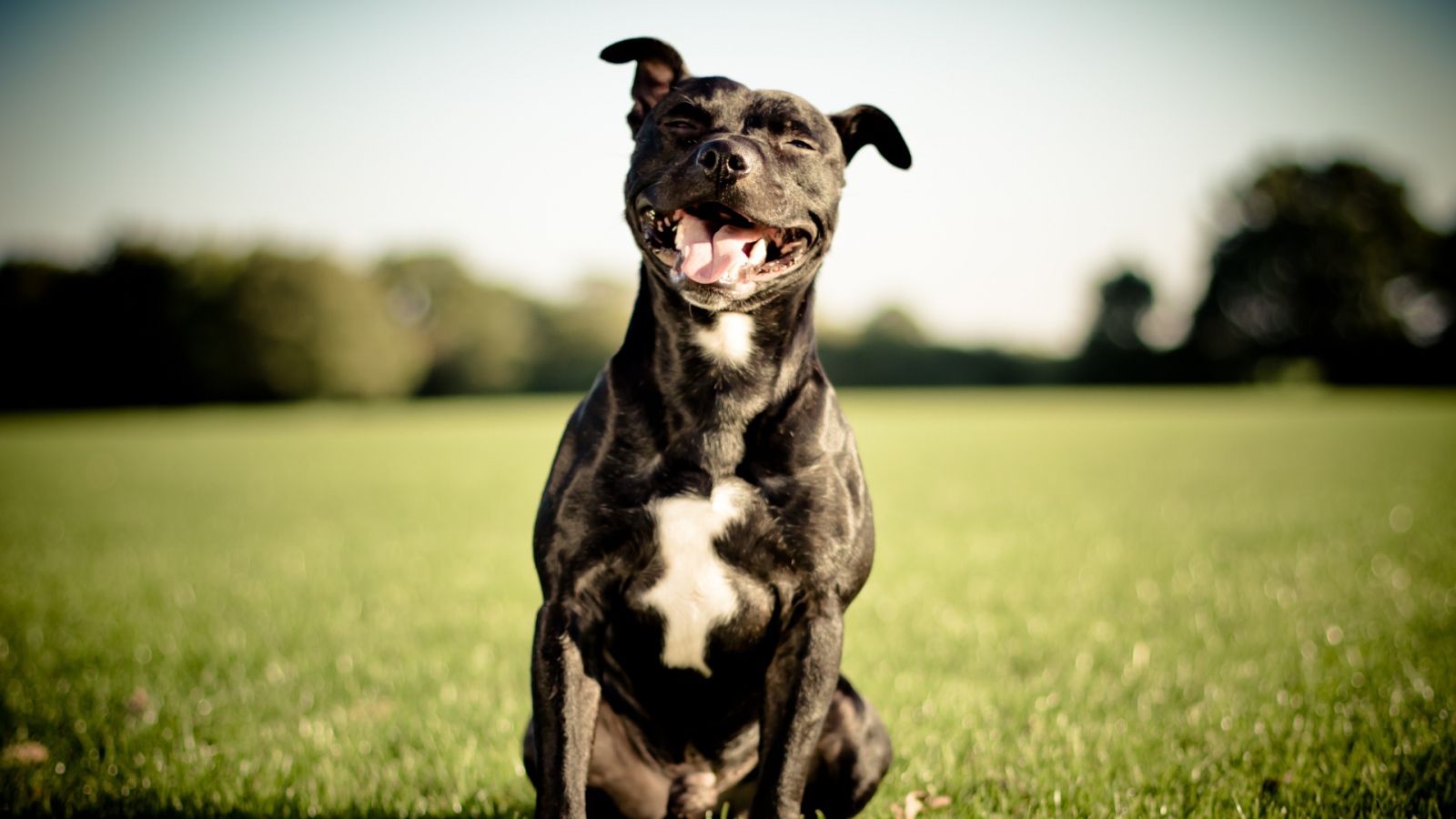 Питбуль улыбается