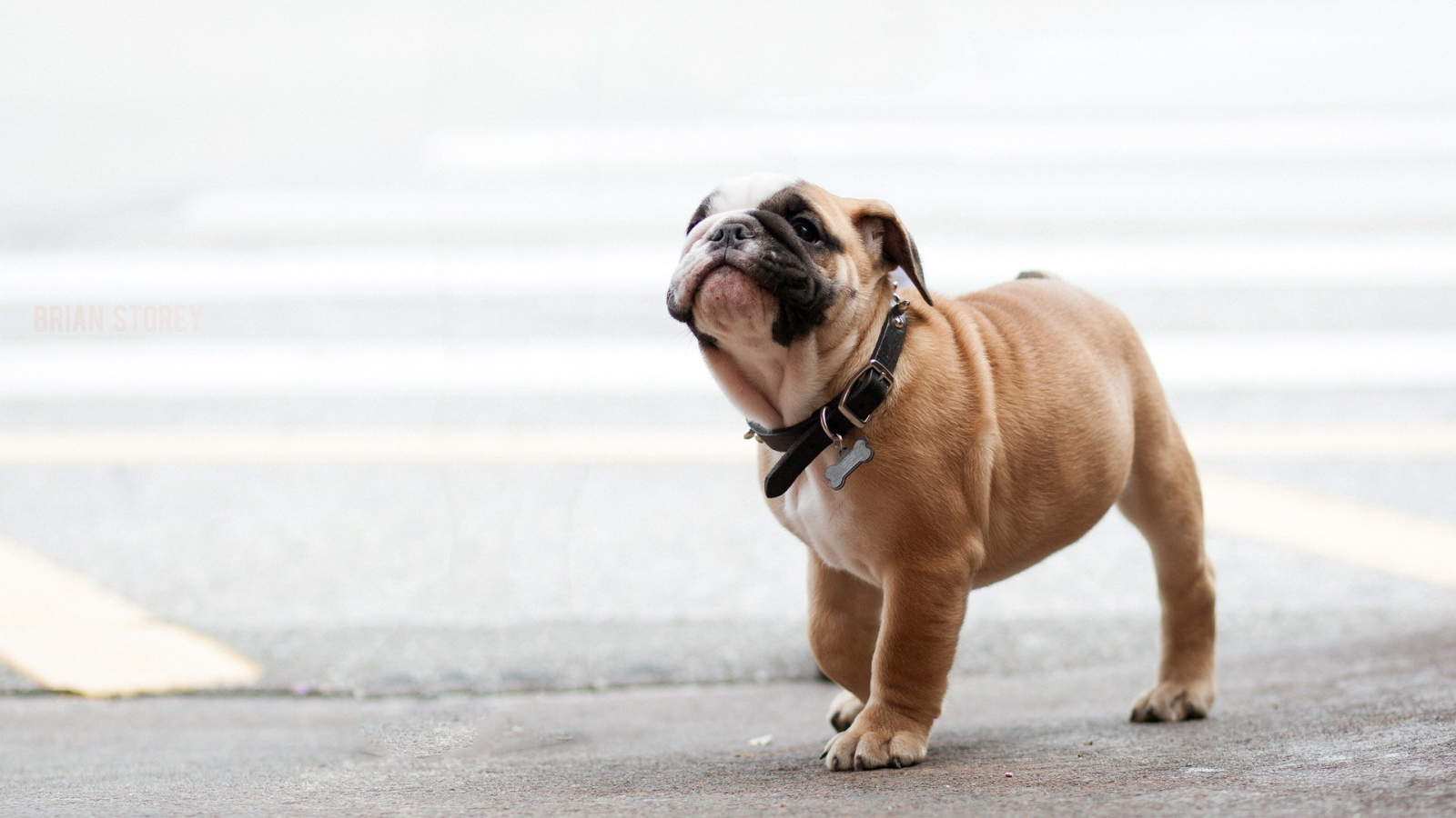 Собака на прогулке