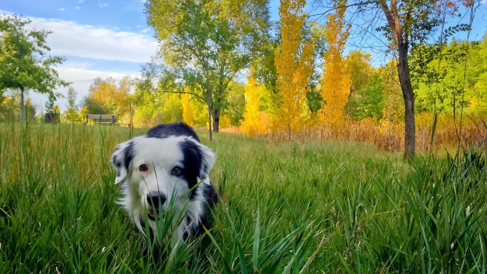 Собака в осеннем парке