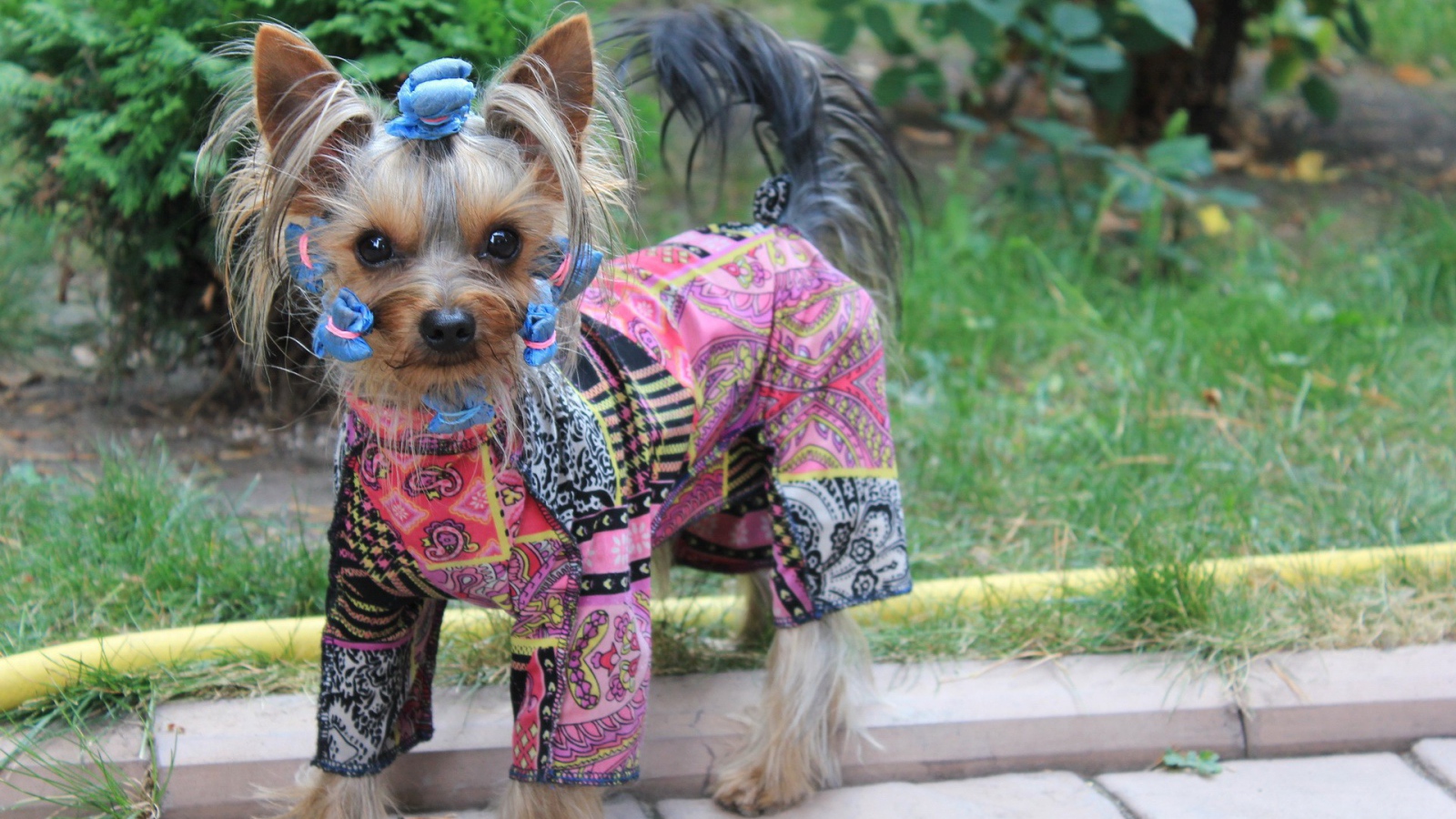 Собака в стильной одежде