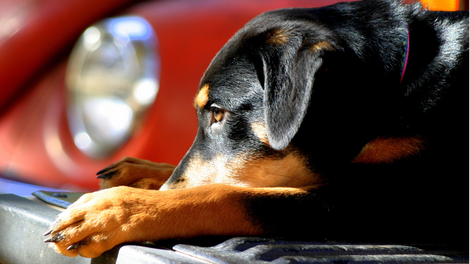 Собака на бампере