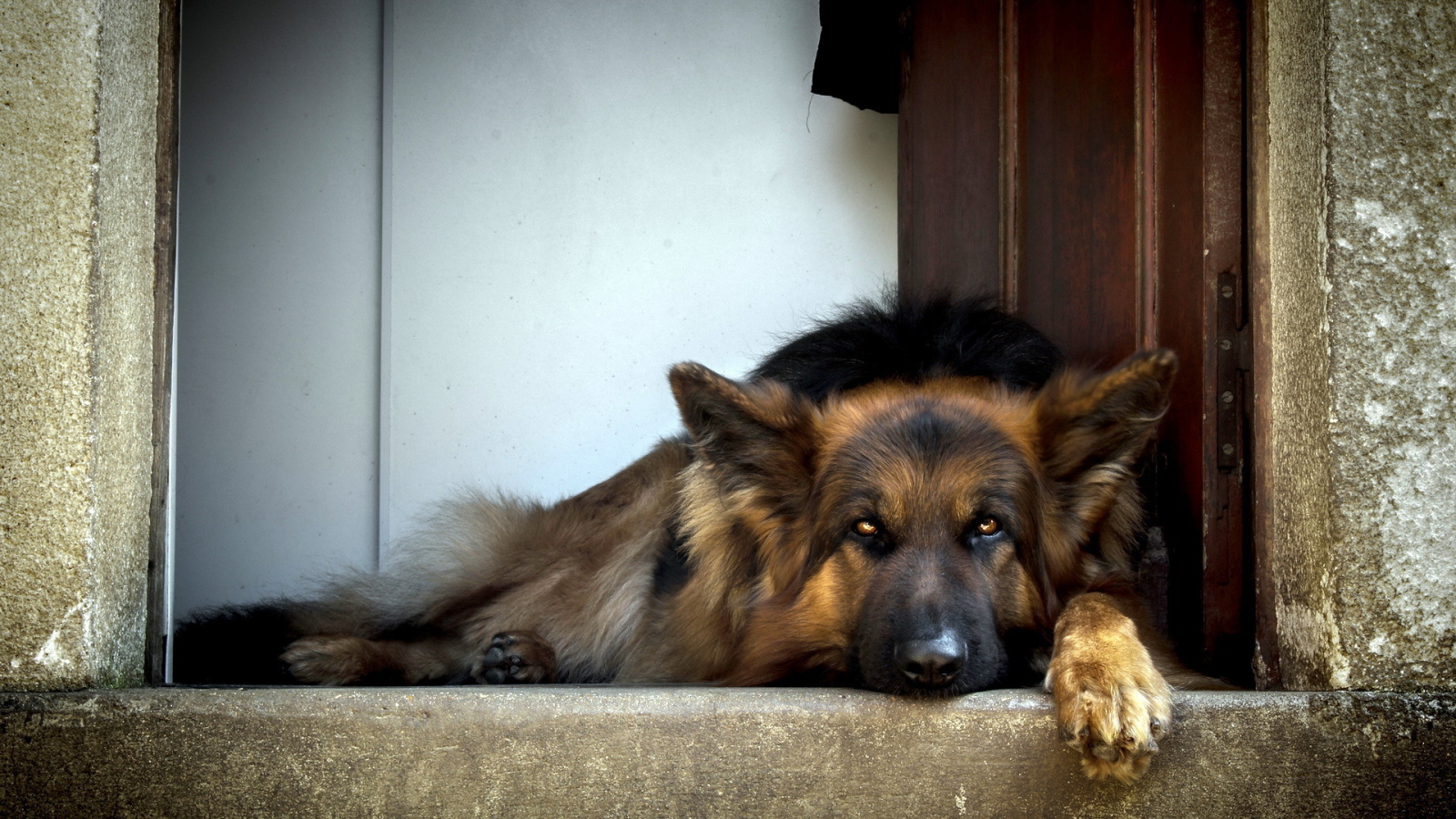 Собака ждет хозяина