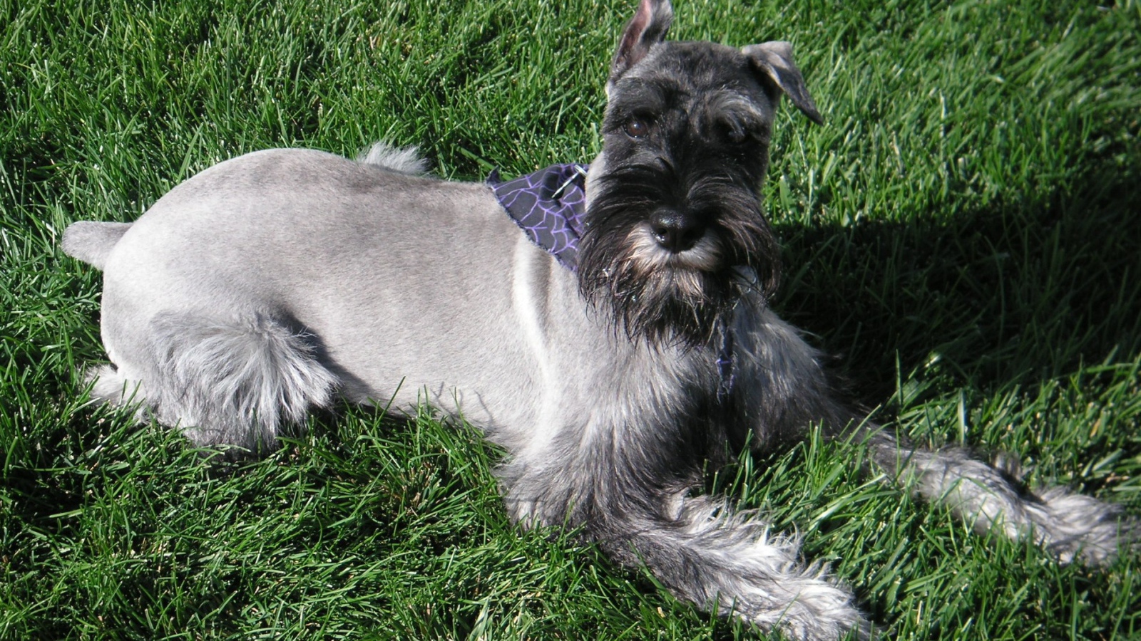 Девятимесячный шнауцер на траве