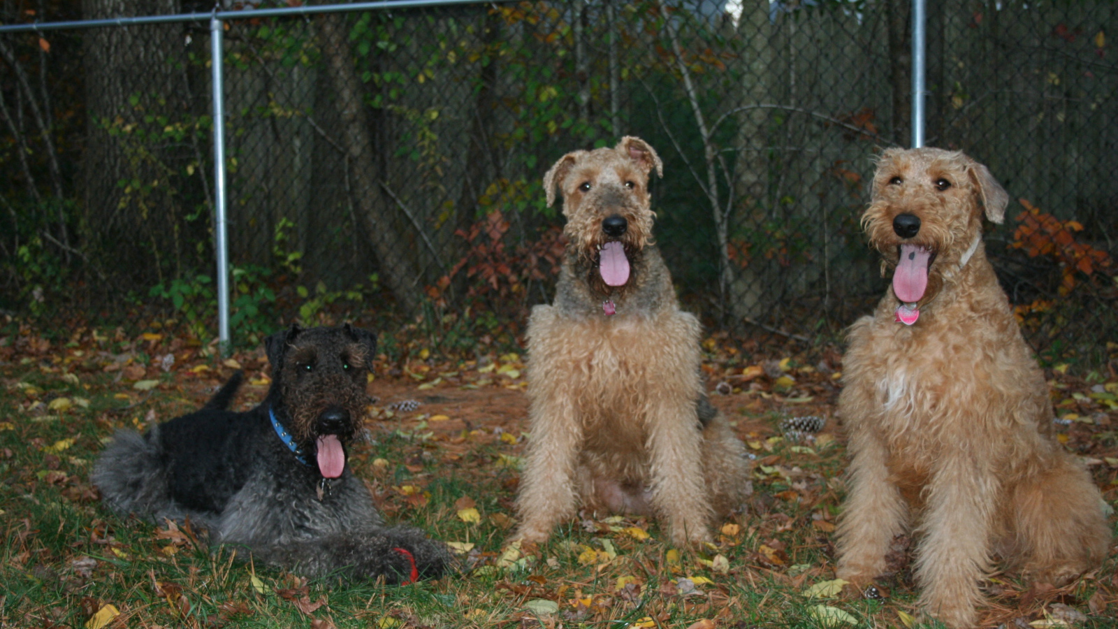 Три эрдельтерьера на охране
