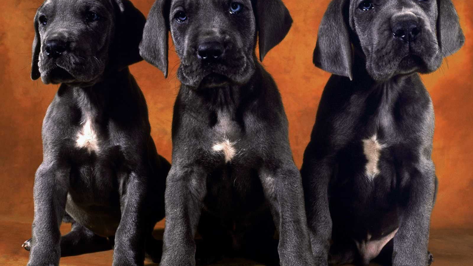 Три щенка добермана