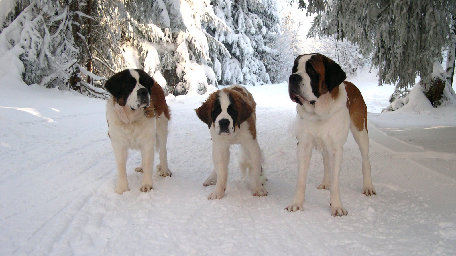 Три сенбернара в лесу