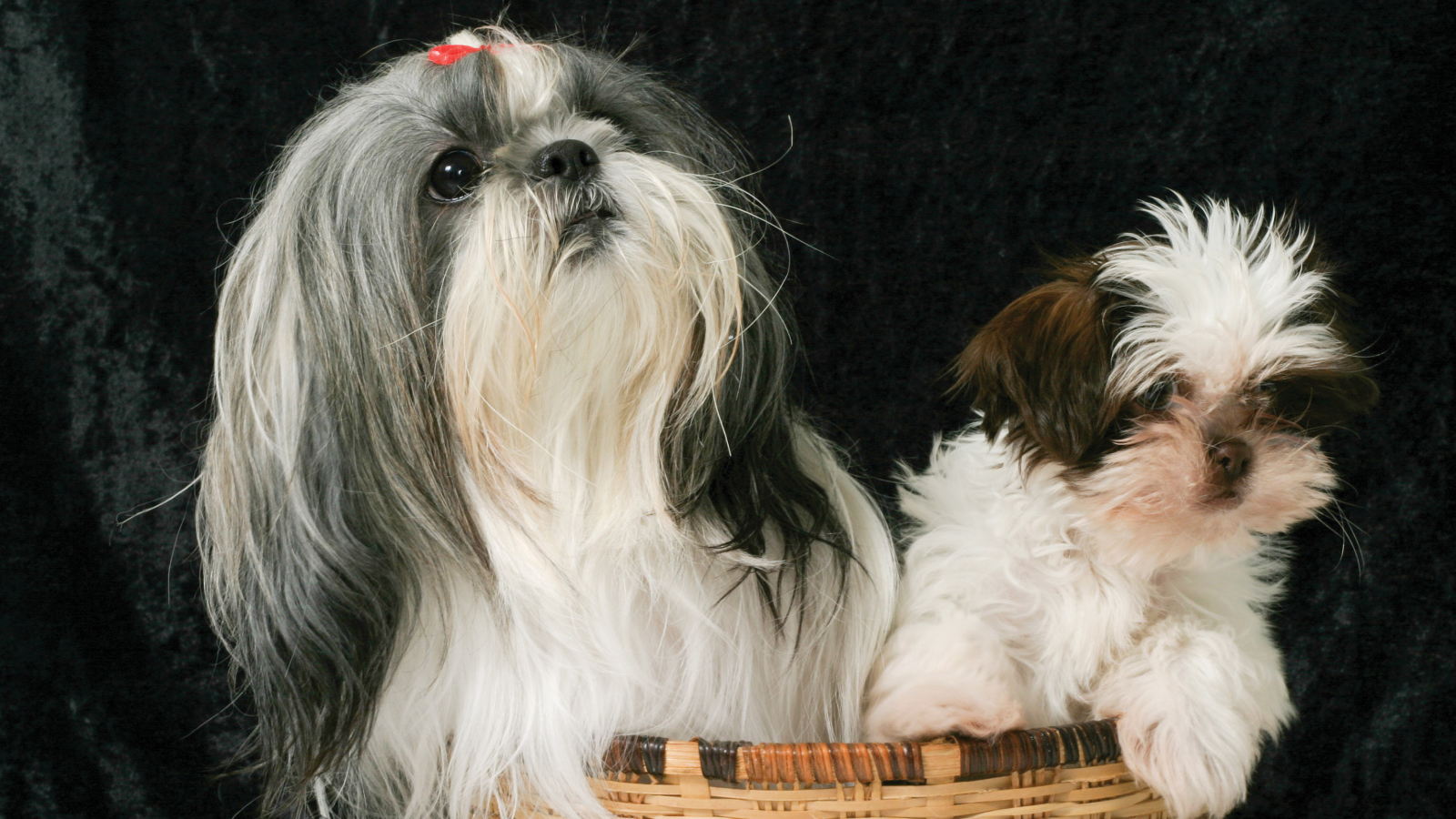 Два шитцу в корзине