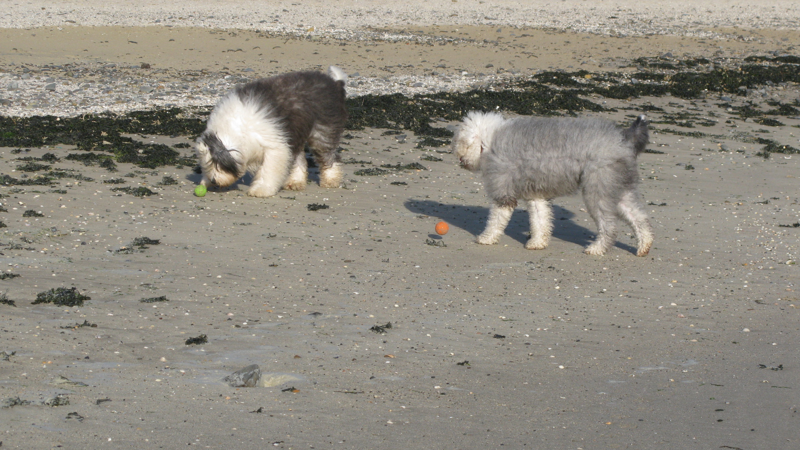 Два бобтейла на пляже
