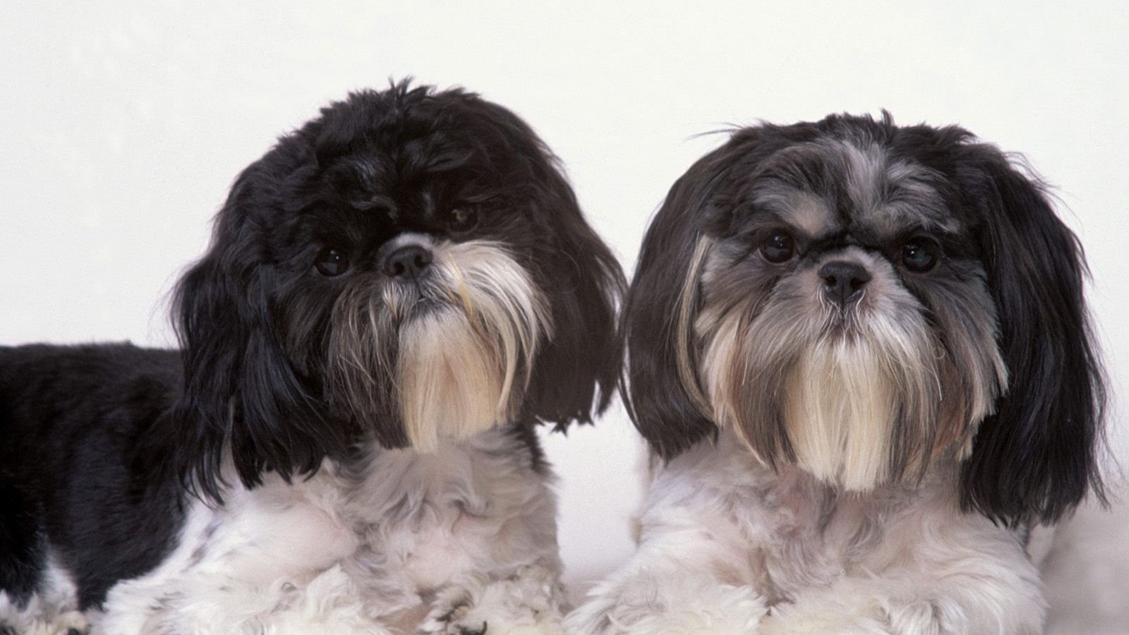 Два подстриженных шитцу