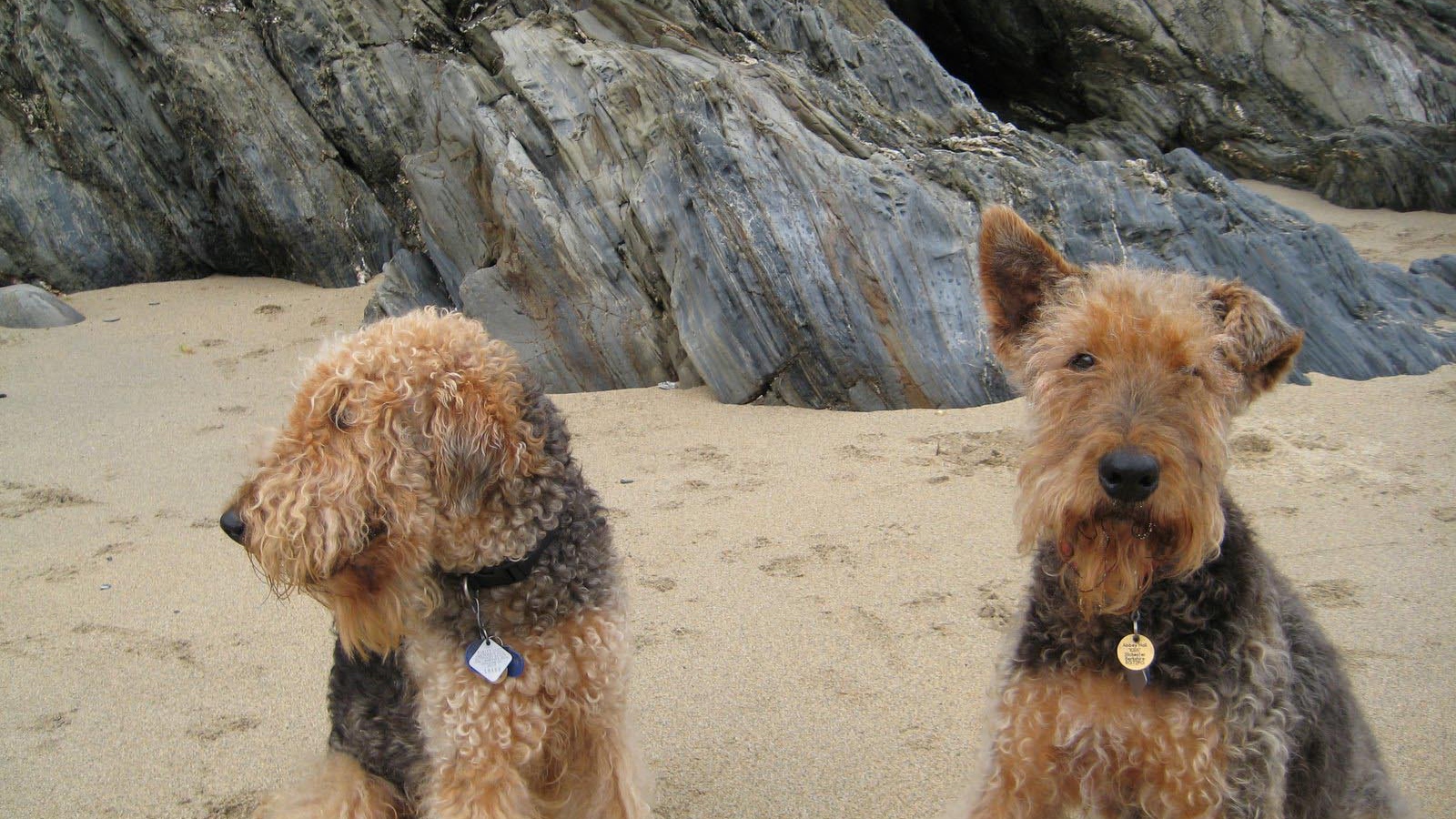 Два милых эрдельтерьера на пляже