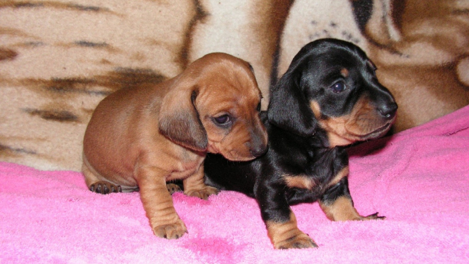 Два щенка таксы