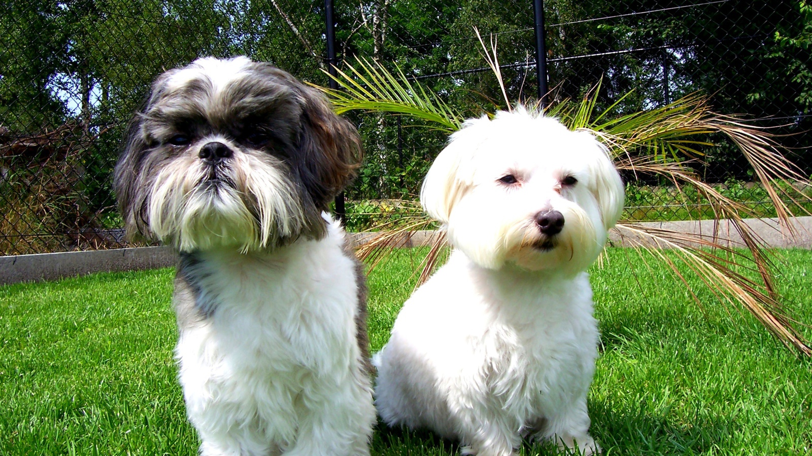 Две маленьких собаки шитцу