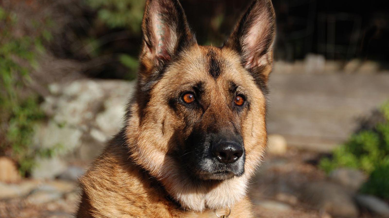 Взгляд немецкой овчарки