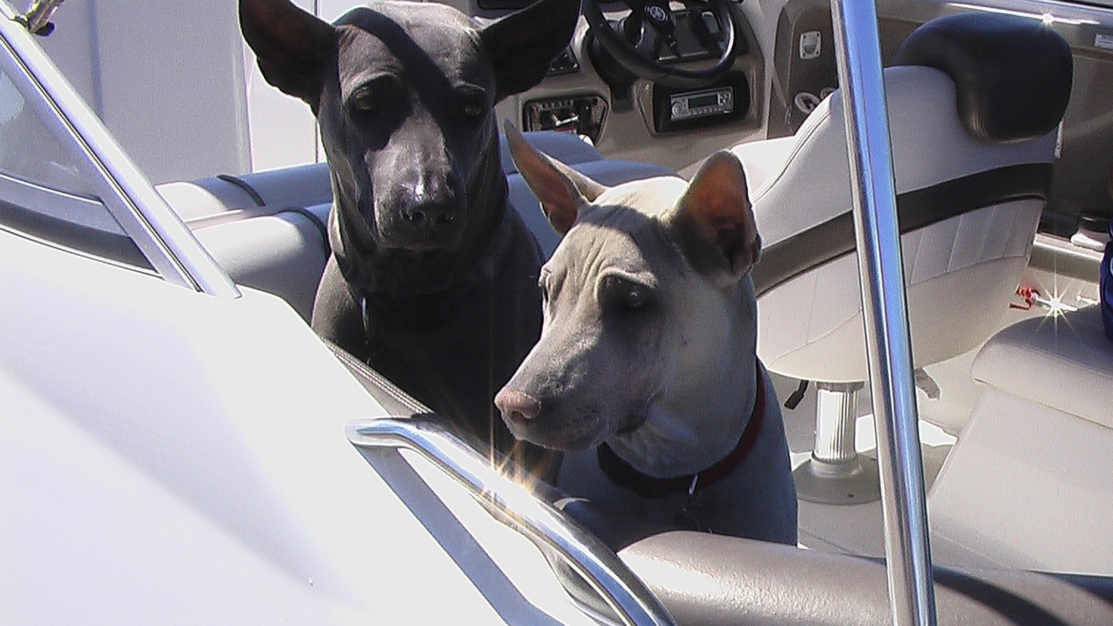 Прогулка тайских риджбеков на катере