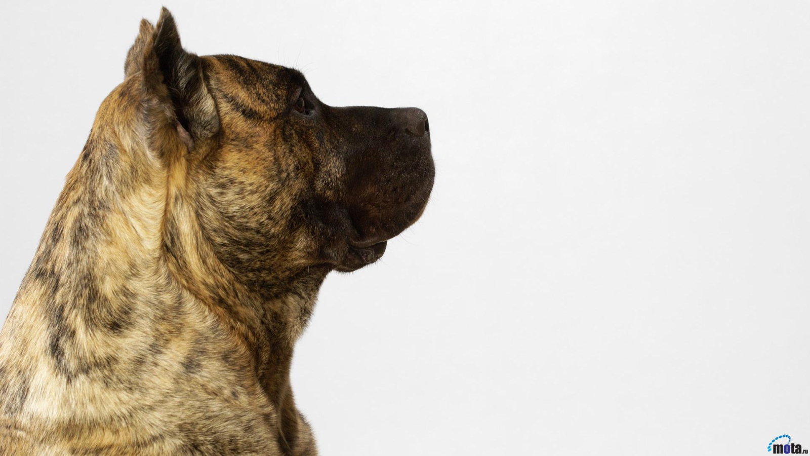 Обои с американским стаффордширским терьером