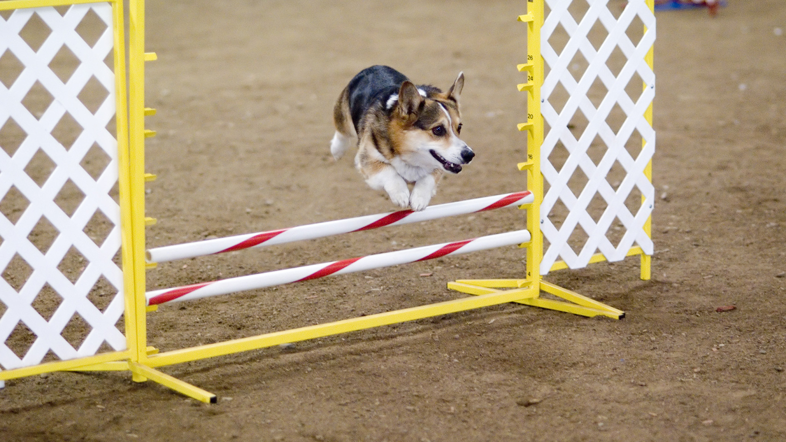 Вельш-корги спортсмен