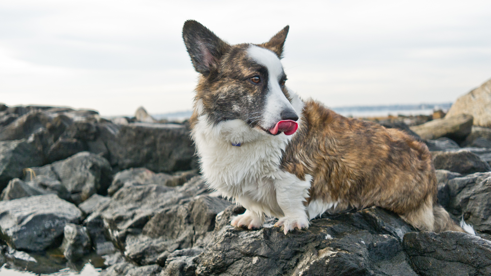 Вельш-корги на скалах