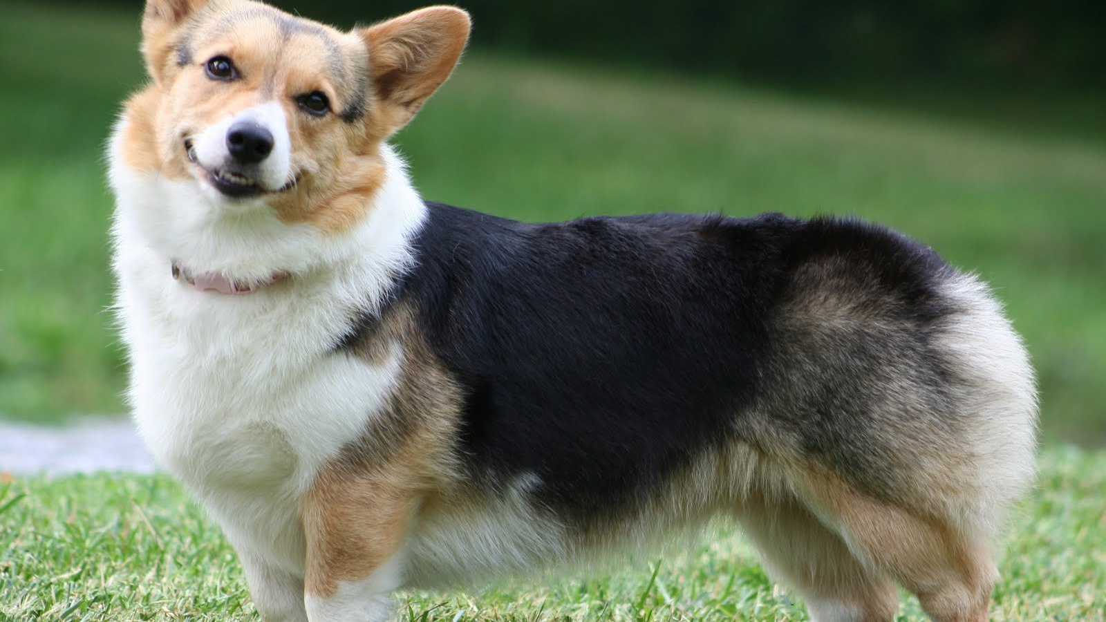 Вельш-корги гуляет на траве