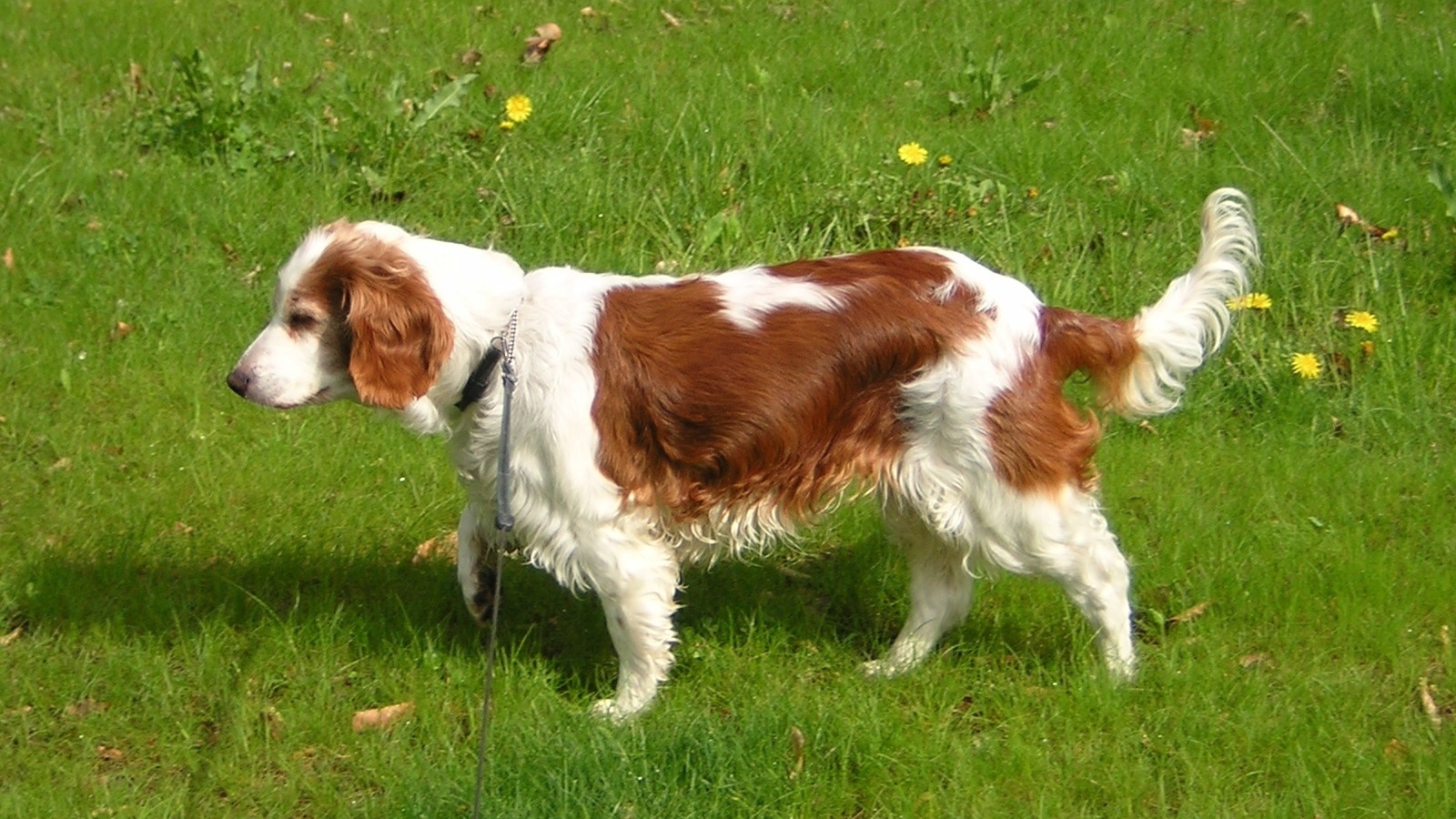 Уэльский гончий спаниель