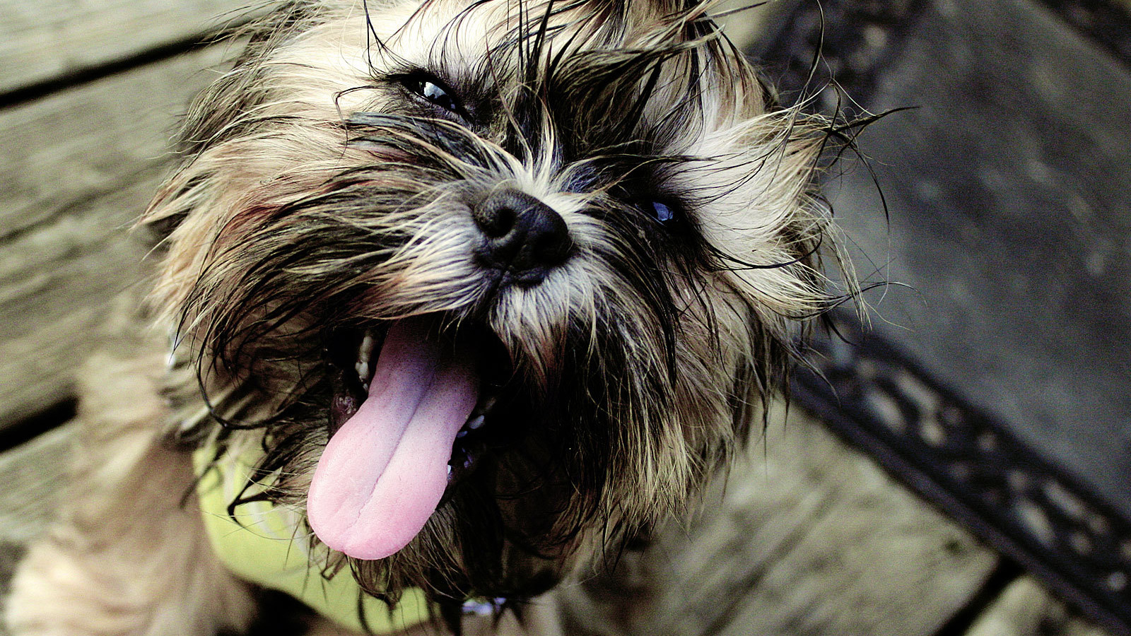 Мокрый пес шитцу